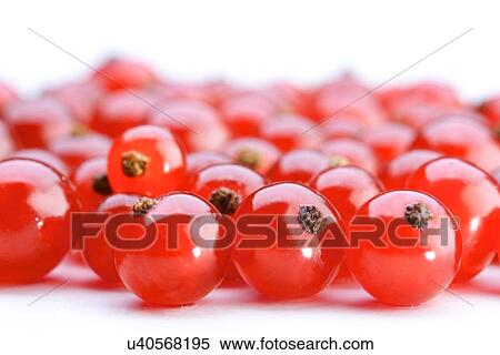 Redcurrants View Large Photo Image Stock Photography - Redcurrants. Fotosearch
