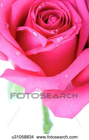 Picture - Rose on white background - close-up. Fotosearch