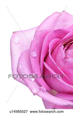 Stock Photo - Rose on white background - close-up. Fotosearch