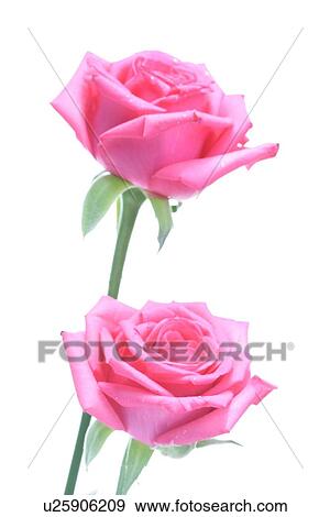 Stock Photo - Rose on white background - close-up. Fotosearch