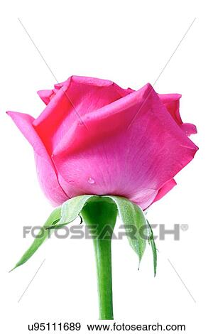 Stock Photo - Rose on white background - close-up. Fotosearch