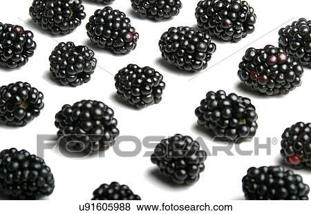 Stock Photo - Studio shot of blackberries on white background. Fotosearch