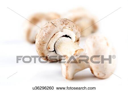 Stock Image - Studio shot of champignones on white background. Fotosearch
