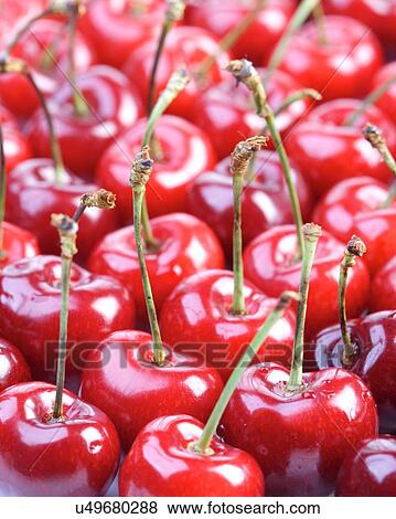 Stock Photo - Studio shot of cherries - background. Fotosearch