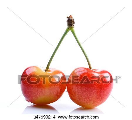 Picture - Studio shot of cherries on white background. Fotosearch