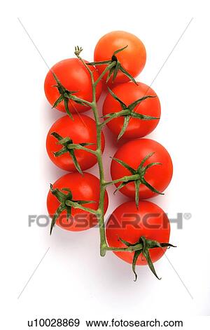 Studio shot of cherry tomatoes View Large Photo Image Stock Photo - Studio shot of cherry tomatoes. Fotosearch