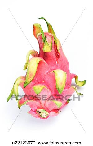 Studio shot of dragon fruit View Large Photo Image Stock Image - Studio shot of dragon fruit. Fotosearch