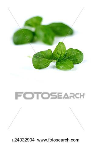 Picture - Studio shot of fresh basil. Fotosearch