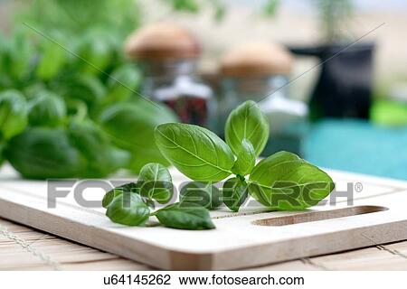 Studio shot of fresh basil View Large Photo Image Stock Image - Studio shot of fresh basil. Fotosearch