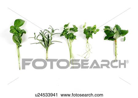 Studio shot of fresh herbs View Large Photo Image Stock Image - Studio shot of fresh herbs. Fotosearch