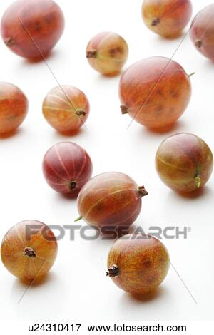 Studio shot of gooseberies at white background View Large Photo Image Stock Photo - Studio shot of gooseberies at white background. Fotosearch