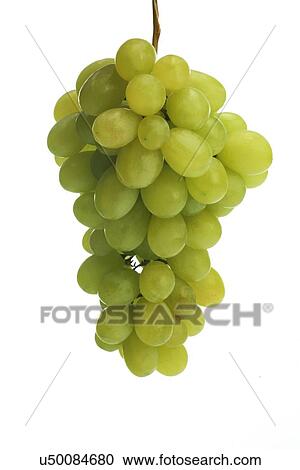 Studio shot of grapes on white backgroud View Large Photo Image Stock Image - Studio shot of grapes on white backgroud. Fotosearch