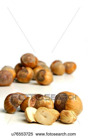 Studio shot of hazelnuts at white background View Large Photo Image Stock Photography - Studio shot of hazelnuts at white background. Fotosearch