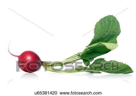 Studio shot of raddish on white background View Large Photo Image Stock Image - Studio shot of raddish on white background. Fotosearch
