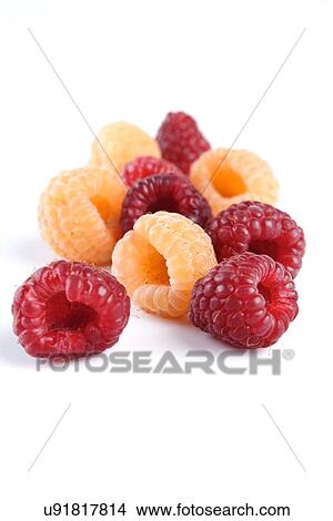 Studio shot of red and yellow raspberries View Large Photo Image Picture - Studio shot of red and yellow raspberries. Fotosearch