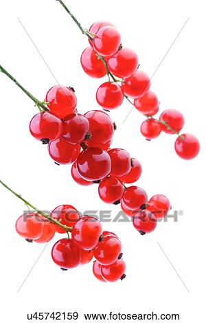 Studio shot of red currants View Large Photo Image Stock Photo - Studio shot of red currants. Fotosearch