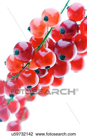 Studio shot of redcurrats on white background View Large Photo Image Stock Image - Studio shot of redcurrats on white background. Fotosearch
