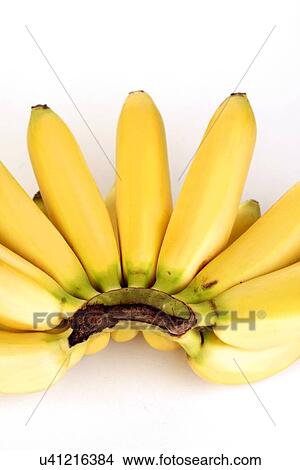 Picture - Studio shot of small bananas. Fotosearch