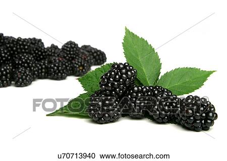 Stock Image - Studio soht of blackberries on white background. Fotosearch