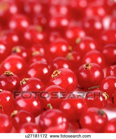 Studio soht of redcurrants - close-up View Large Photo Image Stock Image - Studio soht of redcurrants - close-up. Fotosearch