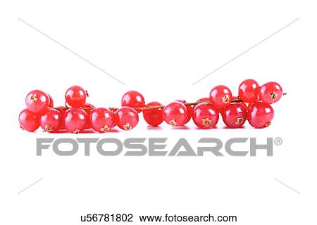 Studio soht of redcurrants - close-up View Large Photo Image Stock Image - Studio soht of redcurrants - close-up. Fotosearch