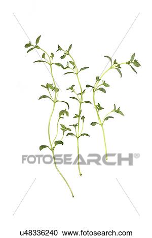 Thyme on white background - close-up View Large Photo Image Stock Image - Thyme on white background - close-up. Fotosearch