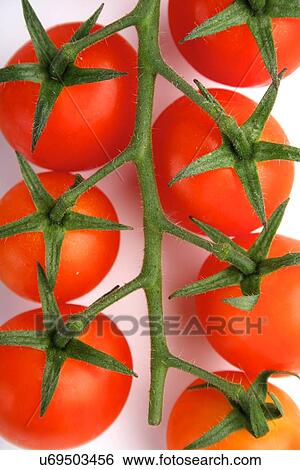 Tomato on white background - studio shot View Large Photo Image Stock Photograph - Tomato on white background - studio shot. Fotosearch