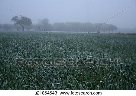 View of frozen grass on meadow View Large Photo Image Stock Image - View of frozen grass on meadow. Fotosearch