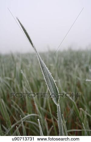 Stock Image - View of frozen grass on meadow. Fotosearch