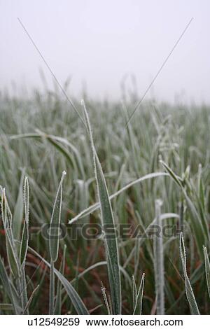 Stock Photo - View of frozen grass on meadow. Fotosearch