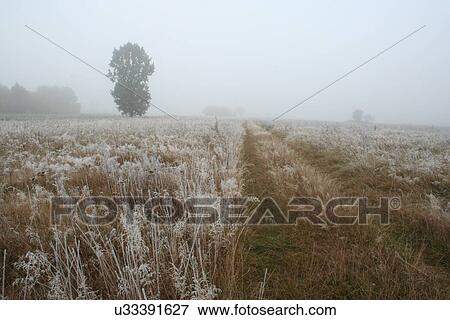 View of frozen grass on meadow View Large Photo Image Stock Photo - View of frozen grass on meadow. Fotosearch