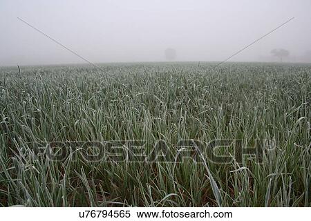 View of frozen grass on meadow View Large Photo Image Stock Photography - View of frozen grass on meadow. Fotosearch