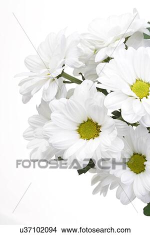 Picture - white flowers. Fotosearch