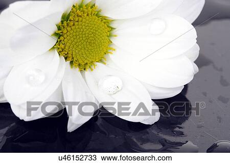 white flowers View Large Photo Image Stock Image - white flowers. Fotosearch