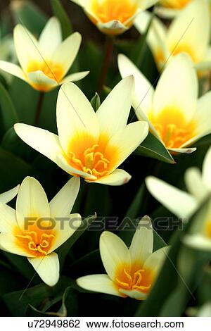 Stock Image - Yellow daffodils on a white background. Fotosearch