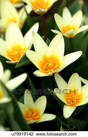 Yellow daffodils on a white background View Large Photo Image Stock Image - Yellow daffodils on a white background. Fotosearch