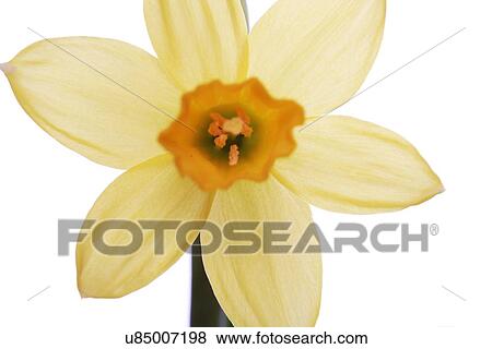 Yellow daffodils on a white background View Large Photo Image Stock Photo - Yellow daffodils on a white background. Fotosearch