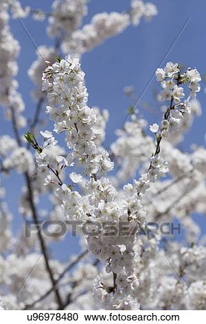 Cherry tree in blossom View Large Photo Image Stock Image - Cherry tree in blossom . Fotosearch