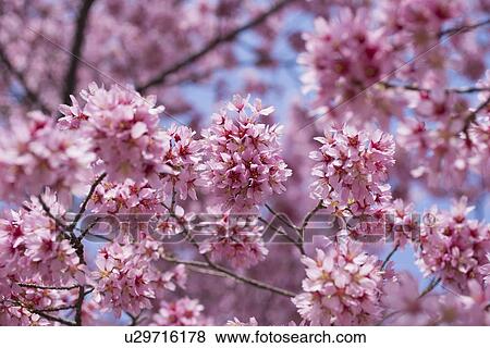 Stock Photo - Cherry tree in blossom . Fotosearch