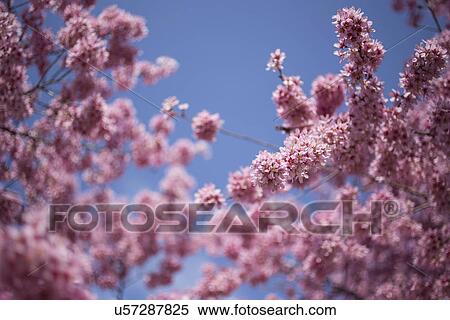 Cherry tree in blossom View Large Photo Image Stock Photography - Cherry tree in blossom . Fotosearch