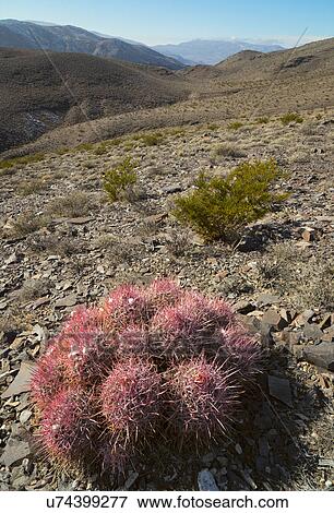 Close up of cactus in desert View Large Photo Image Stock Photo - Close up of cactus in desert. Fotosearch