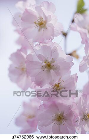 Close-up of cherry blossom View Large Photo Image Stock Photograph - Close-up of cherry blossom. Fotosearch