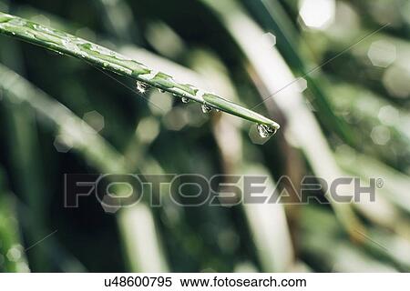 Close up of dew on grass View Large Photo Image Stock Photography - Close up of dew on grass. Fotosearch
