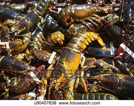 Close up of fresh lobsters View Large Photo Image Stock Photo - Close up of fresh lobsters. Fotosearch