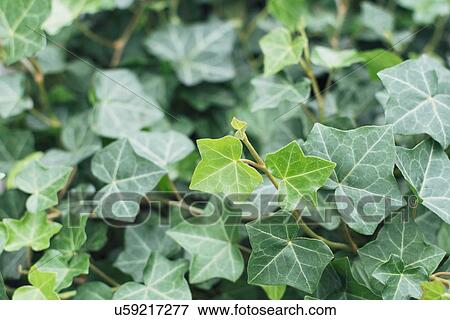 Close up of ivy leaves View Large Photo Image Stock Photo - Close up of ivy leaves. Fotosearch