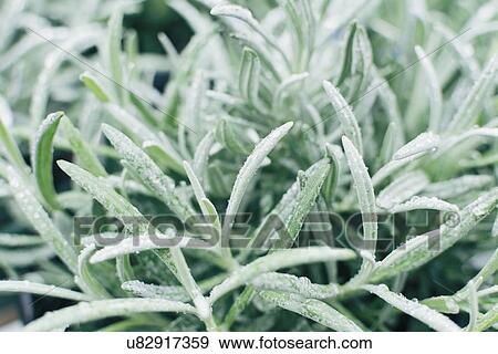 Close up of lavender leaves View Large Photo Image Stock Photo - Close up of lavender leaves. Fotosearch