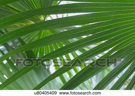 Stock Photo - Close up of palm leaf. Fotosearch