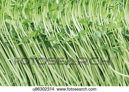 Picture - Close up of sweet pea sprouts. Fotosearch