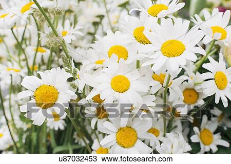 Close up of white flowers View Large Photo Image Stock Image - Close up of white flowers. Fotosearch