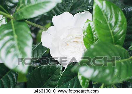 Stock Image - Close up of white rose. Fotosearch